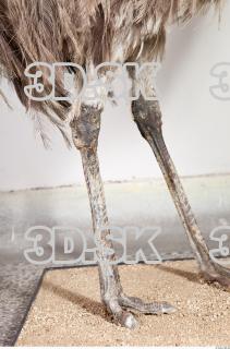 Emus leg photo reference 0056